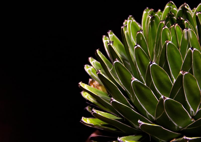 Indoor Plants